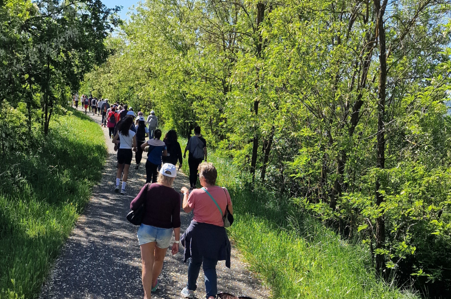 Camminata Stop Ictus 2024 Rotary Voghera